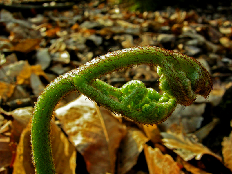 Pteridium aquilinum / Felce aquilina